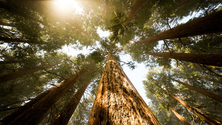 How trees adapt and surpass expectations amid climate change