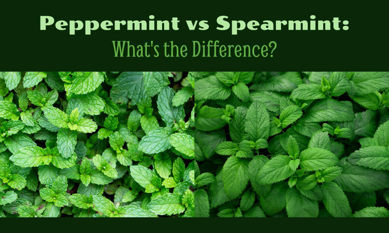 Peppermint vs Spearmint: What's the Difference?