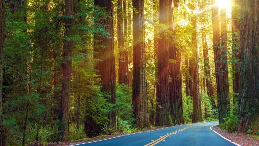<p>The Avenue of the Giants stretches 31 miles in Northern California and fits tree aficionados well. The state is home to imposing redwoods and the well-known Humboldt Redwoods State Park. Start early when exploring the forest since it tends to get crowded fast. </p>