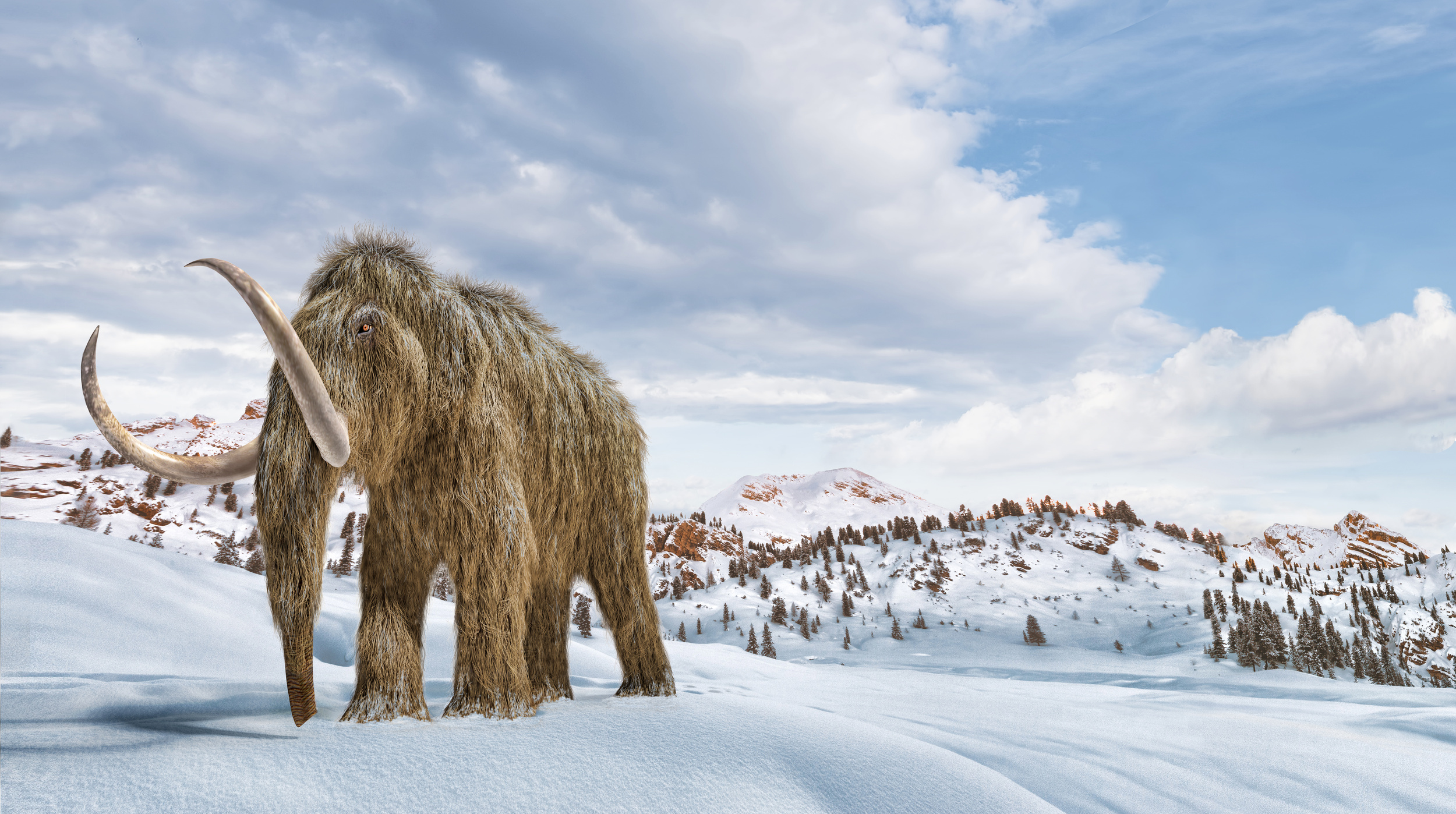 <p>A little-known fact is that Mammoths burrowed into the ground, especially in Siberia, where remains have been found. And in this eastern part of Russia, “mama” means “earth.” Thus it’s assumed the name came from describing the animal's most common action.</p><p>You may also like: <a href='https://www.yardbarker.com/lifestyle/articles/25_cooking_hacks_you_wont_believe_you_didnt_already_know_031424/s1__34563020'>25 cooking hacks you won’t believe you didn’t already know</a></p>