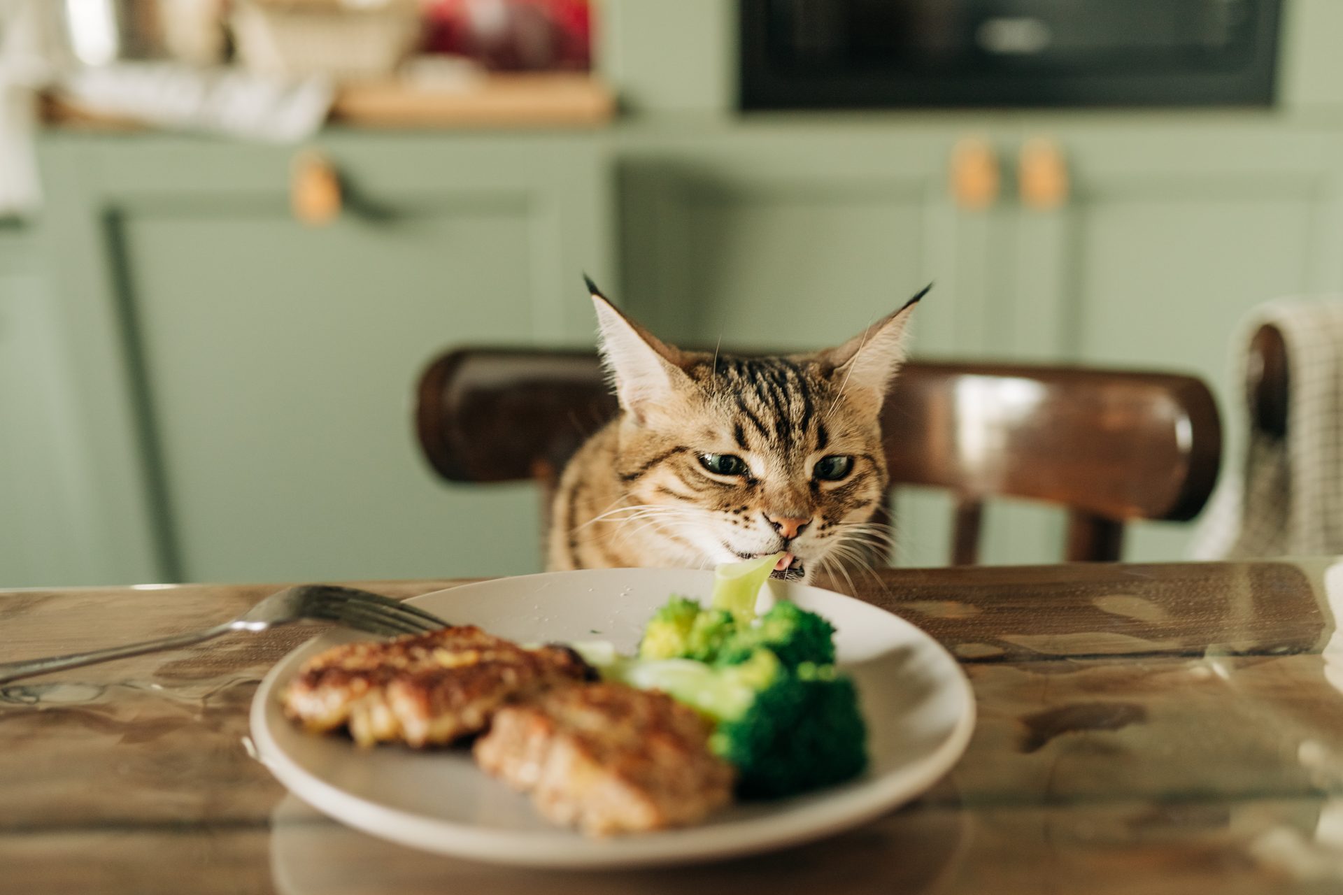 Which foods can your dog or cat eat? And which ones absolutely not?