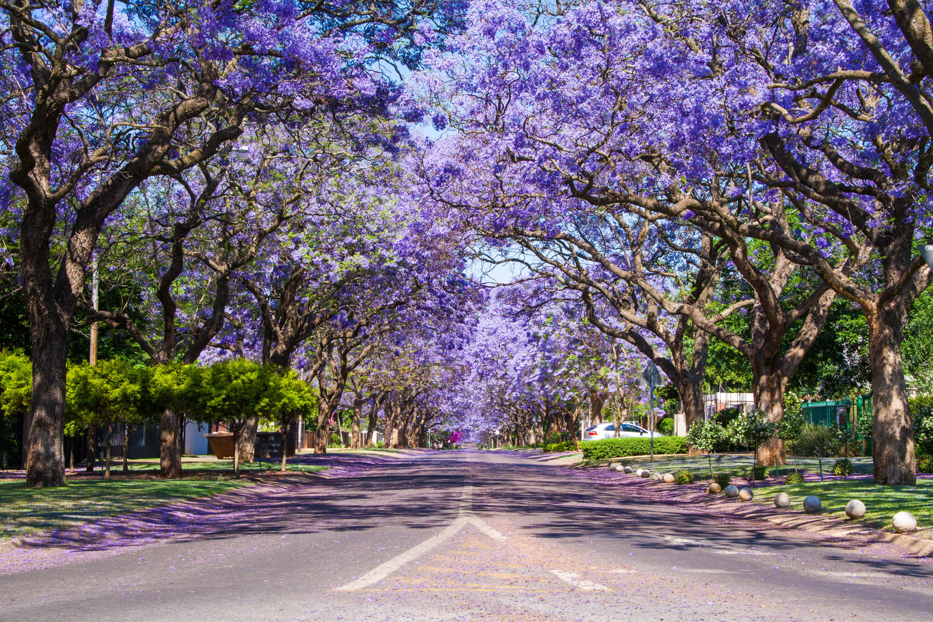 Pas de pluie pourpre ici, mais des arbres pourpres! Les majestueux arbres Jacaranda d'Afrique du Sud fleurissent de fin septembre à novembre et sont principalement observés à Pretoria et Johannesburg. Selon de nombreuses personnes, les fleurs ont un pouvoir magique: certains étudiants en Afrique du Sud pensent que si une fleur de Jacaranda vous tombe sur la tête pendant les examens, vous les réussirez!<p>Tu pourrais aussi aimer:<a href="https://www.starsinsider.com/n/248749?utm_source=msn.com&utm_medium=display&utm_campaign=referral_description&utm_content=314472v3"> Hollywood: combien coûtent les autographes des stars? </a></p>