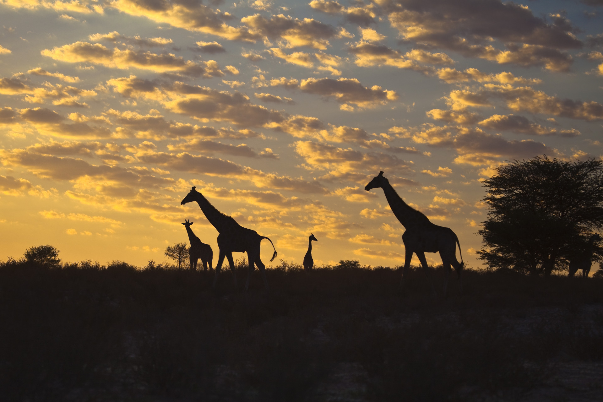 La grande réserve naturelle et zone de conservation de la faune a été fondée en 1931 et chevauche la frontière entre l’Afrique du Sud et le Botswana. Le parc abrite une faune riche et diversifiée, couvrant une superficie de 38 000 km 2 (14 672 km 2).<p><a href="https://www.msn.com/fr-fr/community/channel/vid-7xx8mnucu55yw63we9va2gwr7uihbxwc68fxqp25x6tg4ftibpra?cvid=94631541bc0f4f89bfd59158d696ad7e">Suivez-nous et accédez tous les jours à du contenu exclusif</a></p>