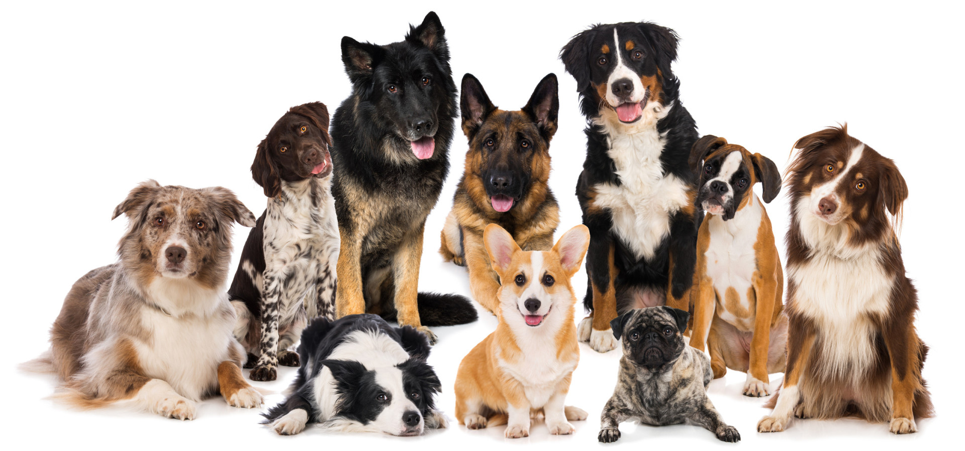 Je kunt wellicht weten hoe oud een hond wordt aan de hand van de grootte van zijn neus