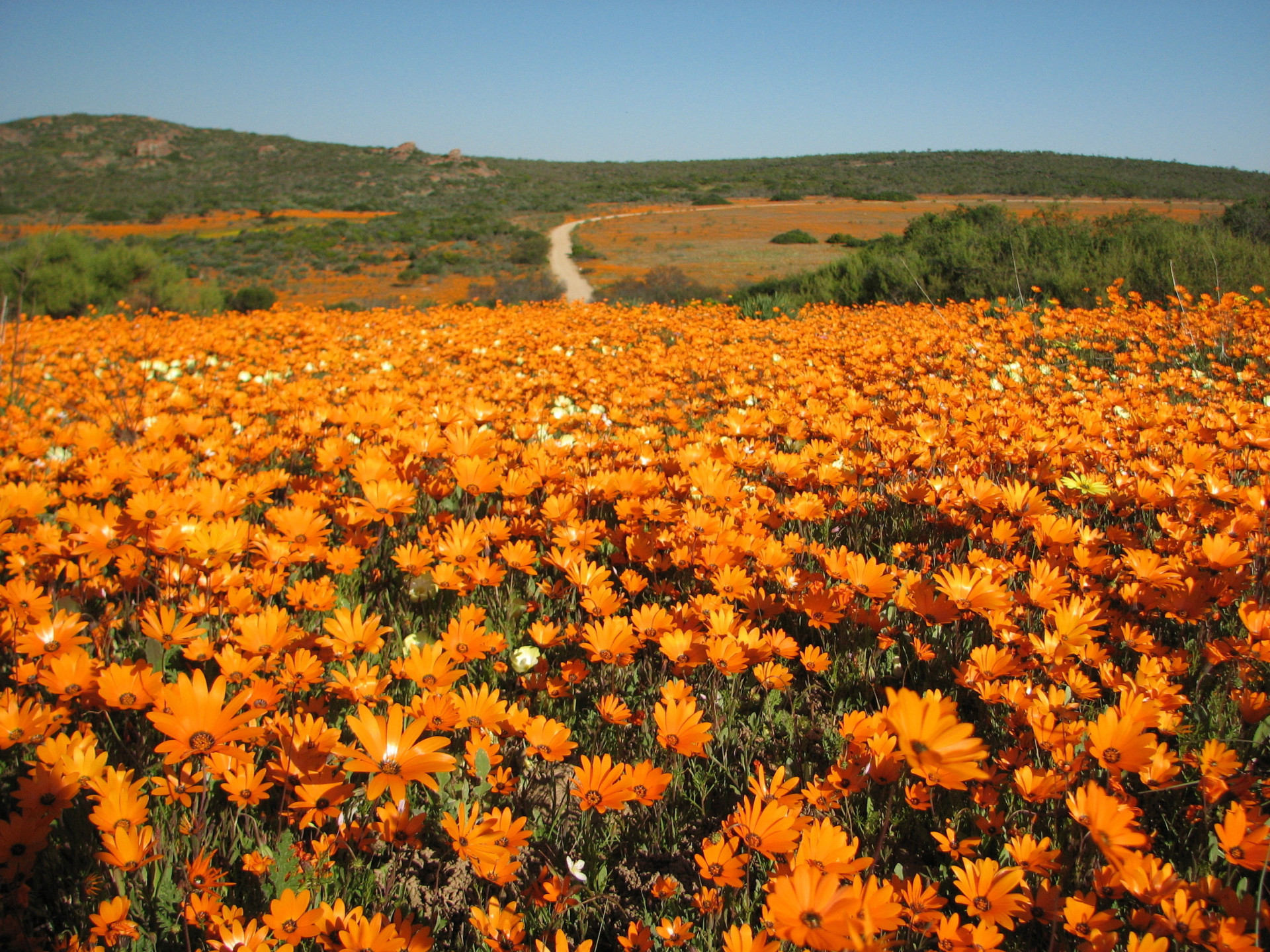 Skilpad Wildflower Reserve, située dans le parc national de Namaqua, est connue pour ses merveilleuses fleurs sauvages de Namaqualand. La zone protégée a été créée en 1988.<p>Tu pourrais aussi aimer:<a href="https://www.starsinsider.com/n/384983?utm_source=msn.com&utm_medium=display&utm_campaign=referral_description&utm_content=314472v3"> 30 destinations secrètes où faire trempette </a></p>