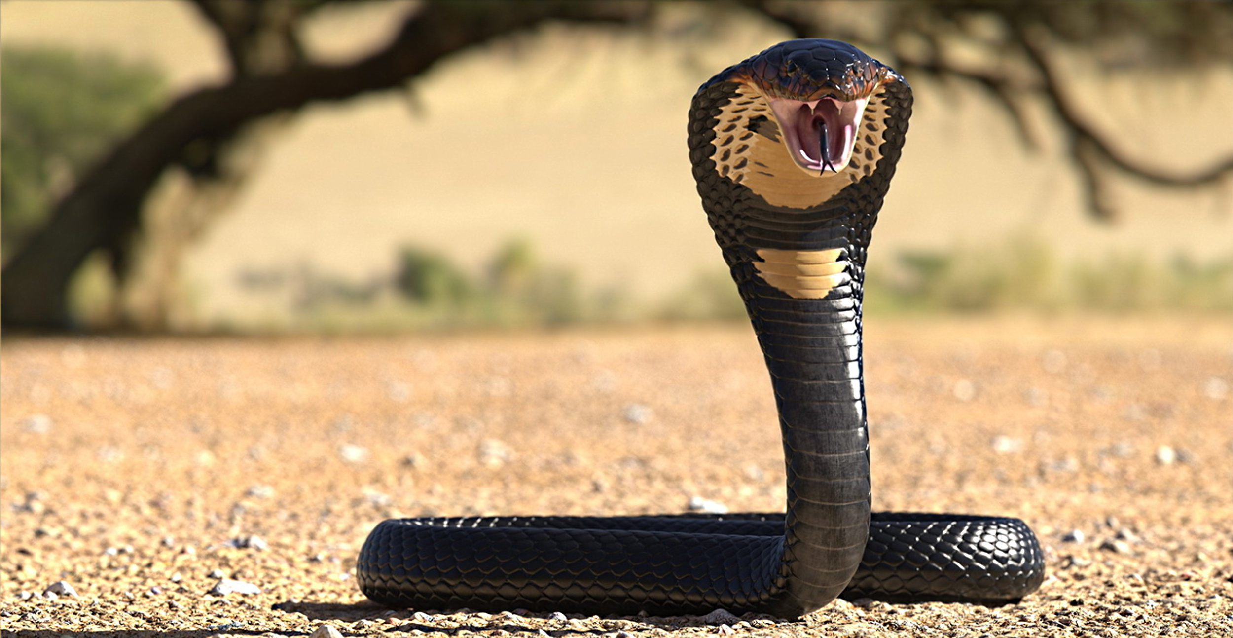 <p>In Portuguese, “cobra” directly translates to “snake with a hood” for the species’ distinctive look. The snakes aren’t native to Portugal but are commonly found throughout the country’s former colonies in Asia.</p><p><a href='https://www.msn.com/en-us/community/channel/vid-cj9pqbr0vn9in2b6ddcd8sfgpfq6x6utp44fssrv6mc2gtybw0us'>Follow us on MSN to see more of our exclusive lifestyle content.</a></p>
