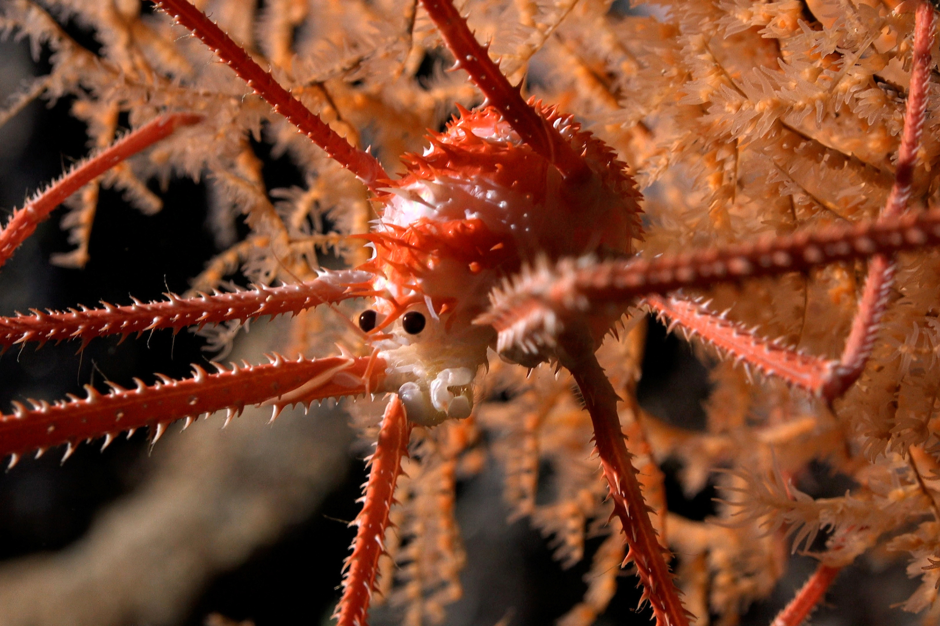 Deep sea expedition reveals 100 species living in Chilean seamounts