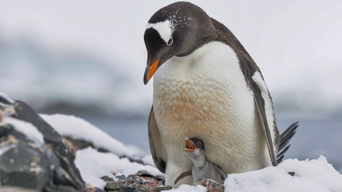 Antarctica Under Threat: Deadly H5N1 Could Make Penguin Species Disappear