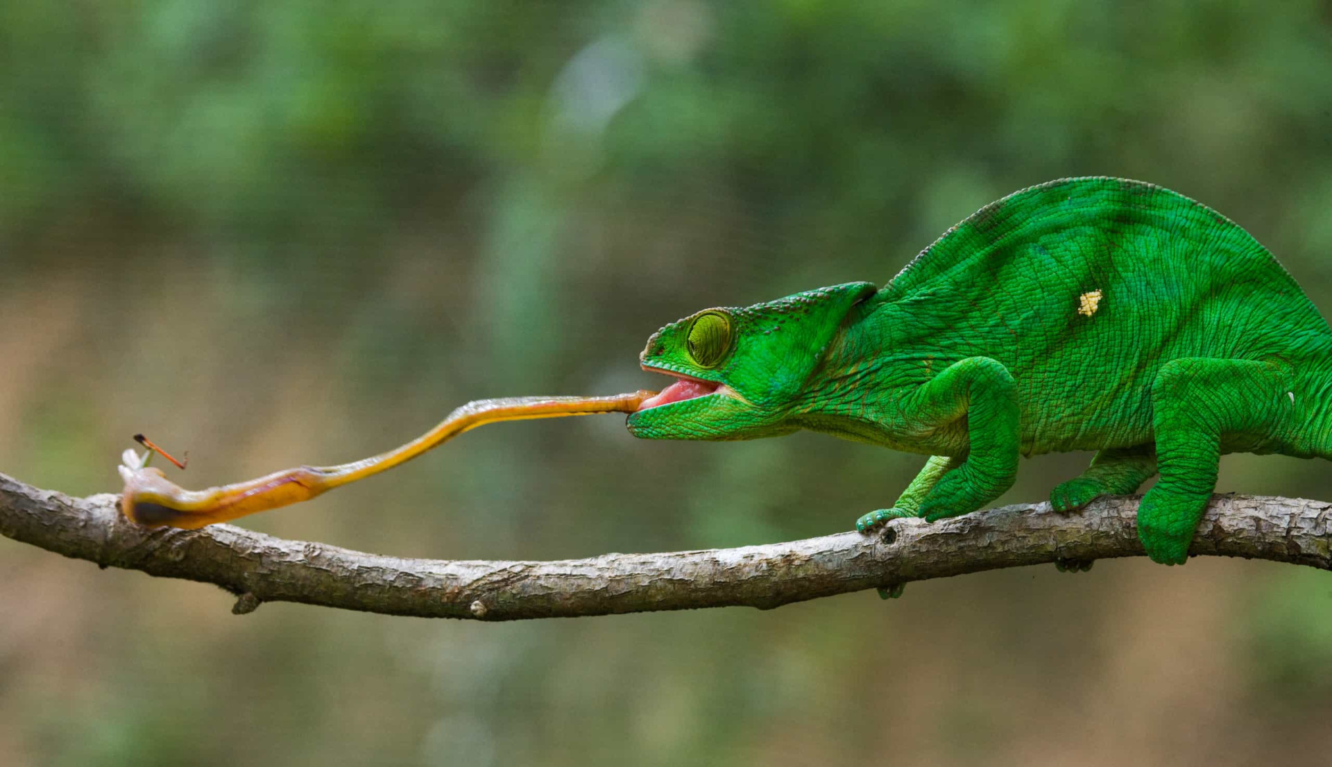 Extraordinary animal tongues with surprising features