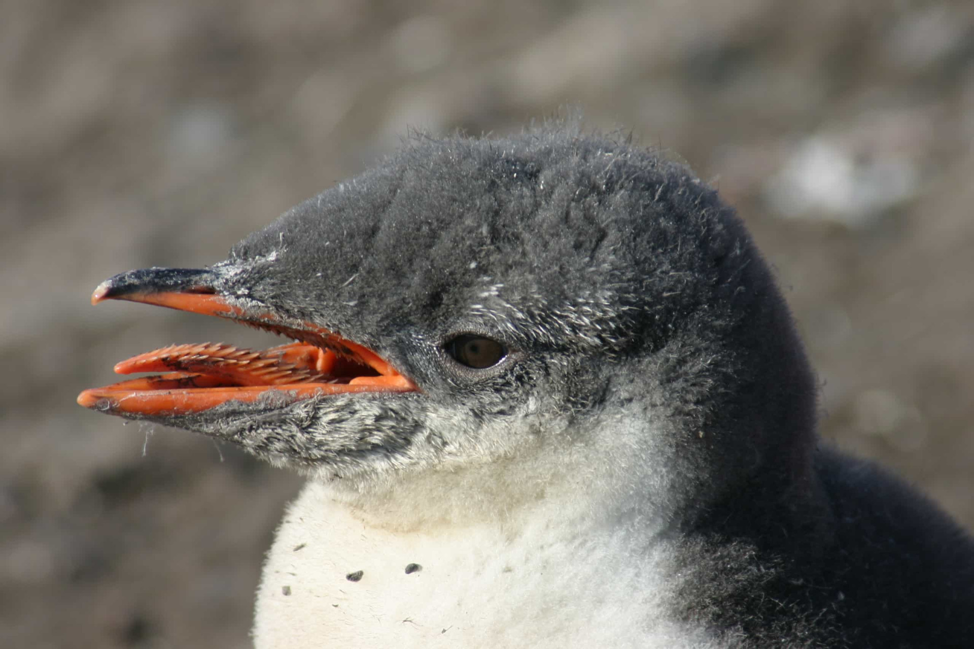 Extraordinary animal tongues with surprising features