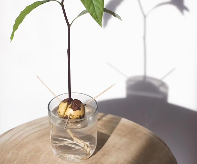 Can I Grow An Avocado Tree From Seed?