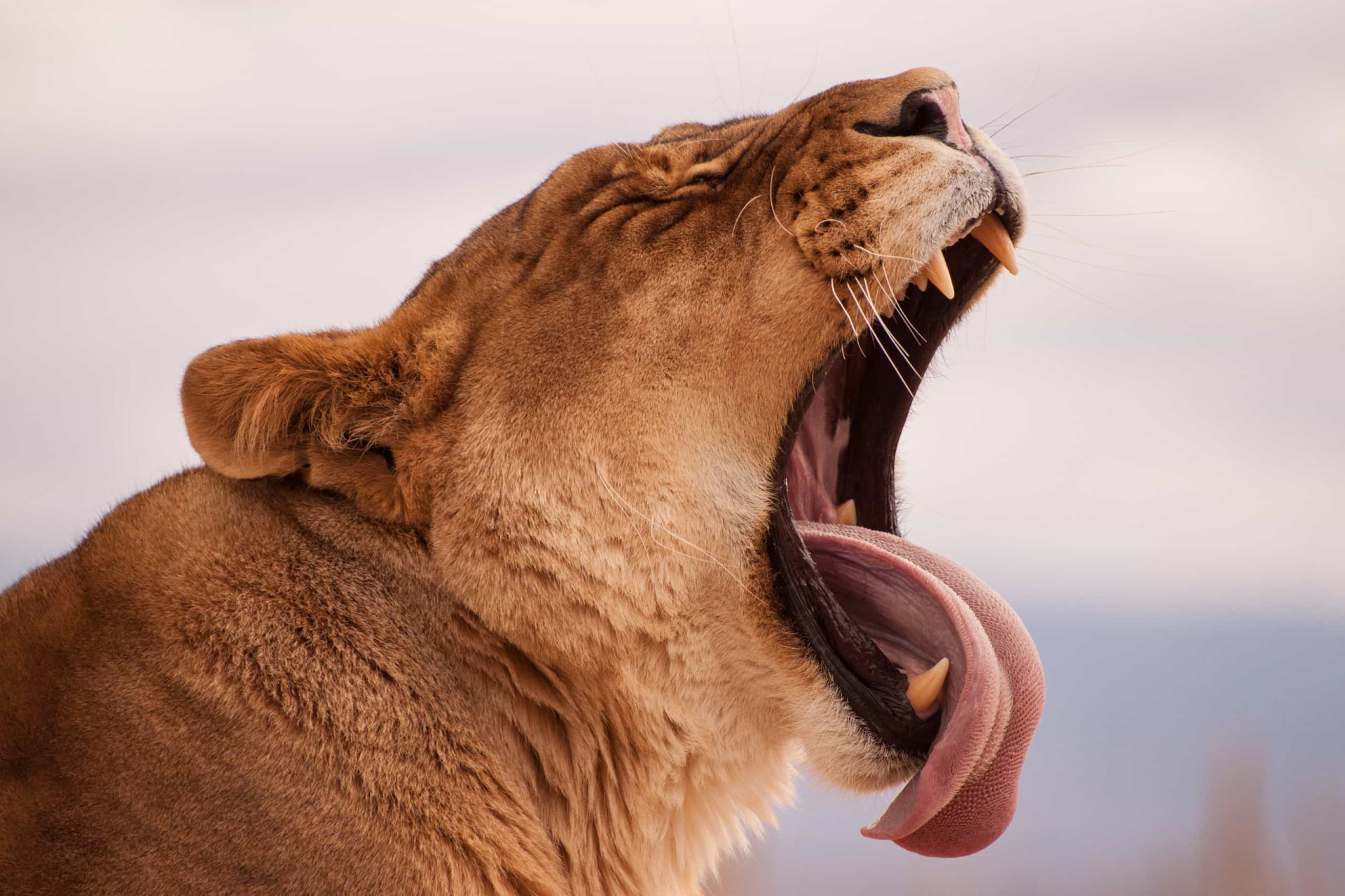 extraordinary-animal-tongues-with-surprising-features
