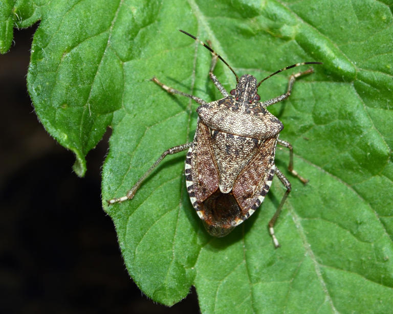 Stink bugs Why are there so many around in NY right now? How to get