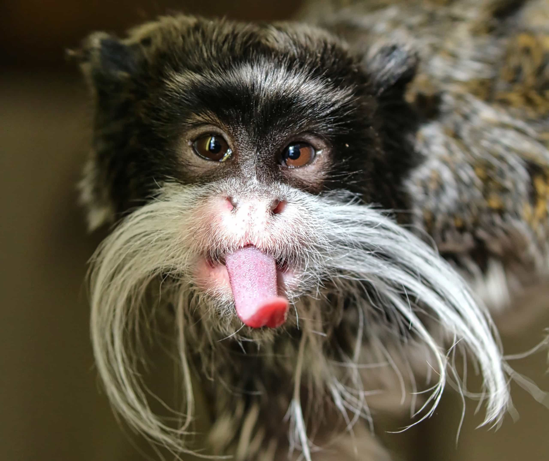 Extraordinary Animal Tongues With Surprising Features