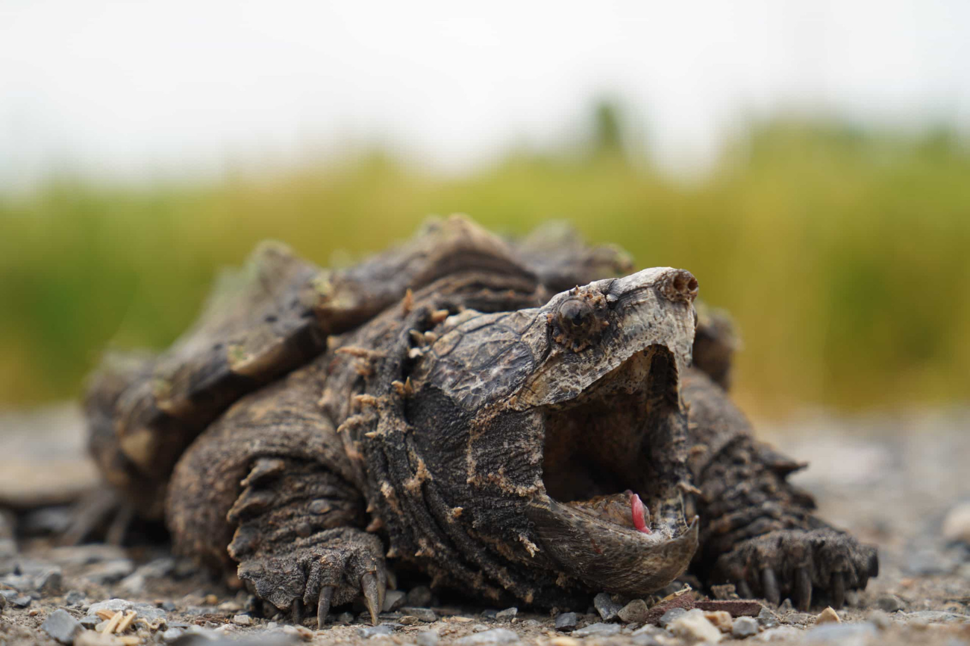 Extraordinary animal tongues with surprising features