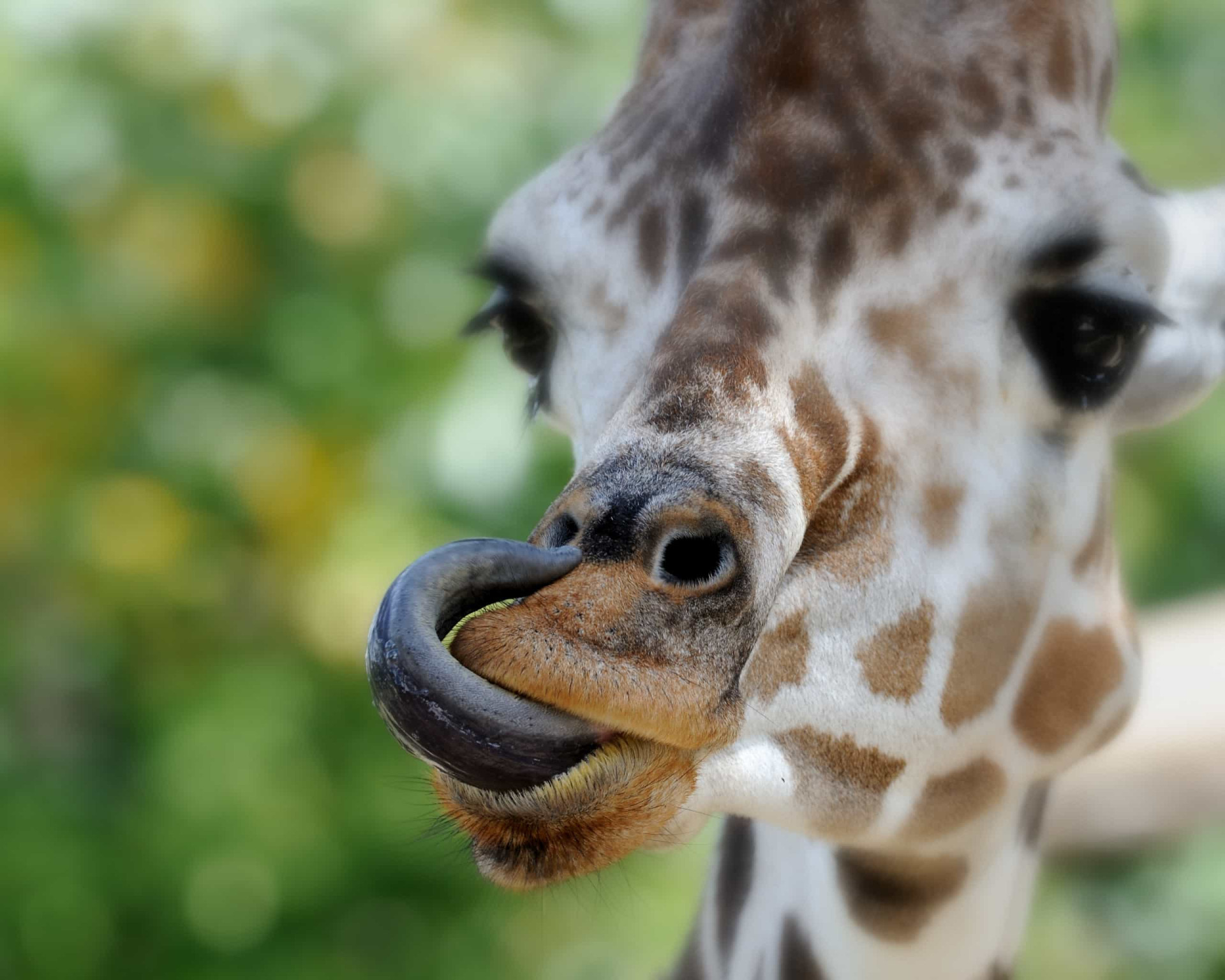 Extraordinary animal tongues with surprising features