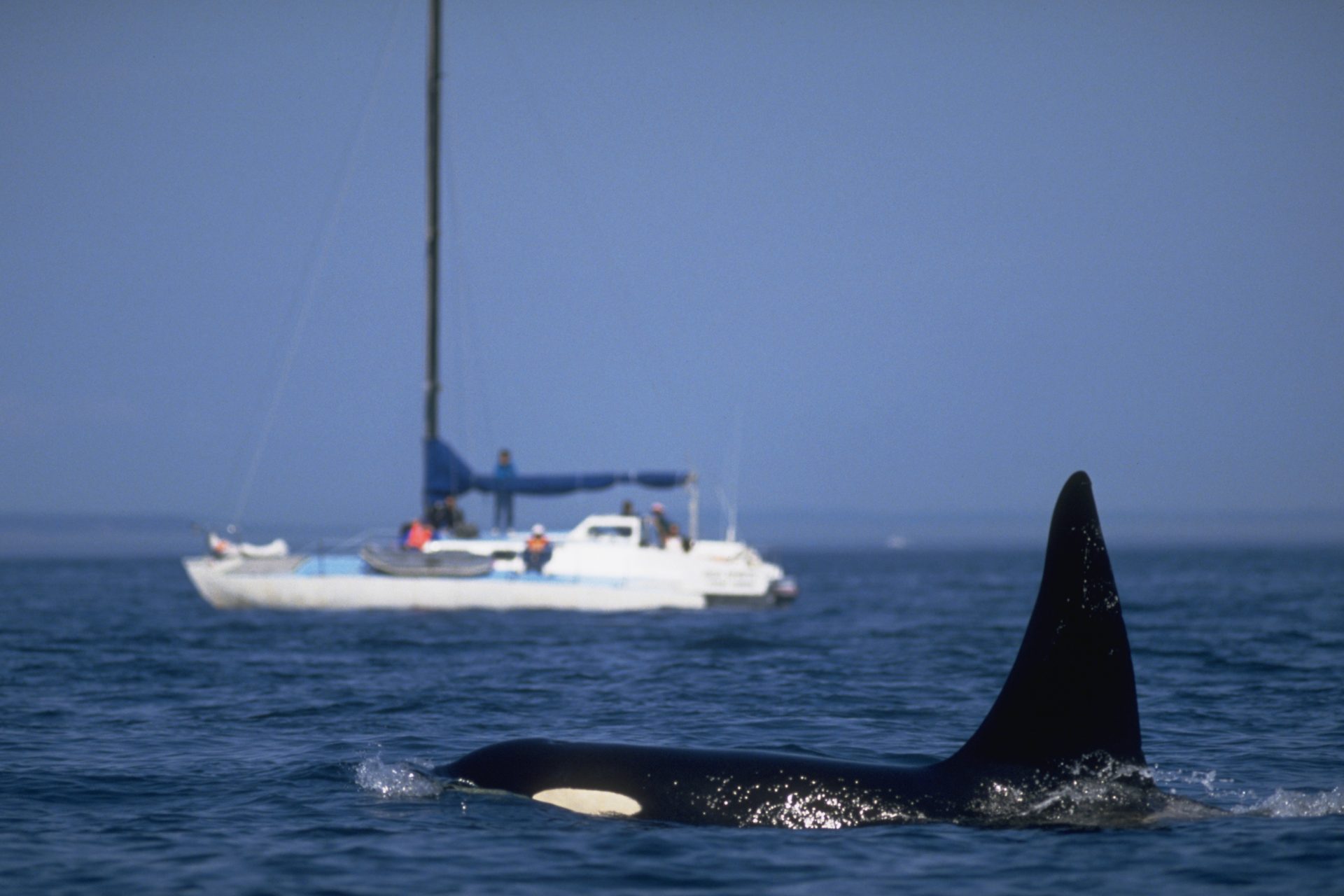 <p>During 2023, we witnessed large pods of orcas ramming and sinking ships off the coast of Gibraltar. They would precisly target ship keels and rudders in order to disable the vessle! Two racing yatchs were attacked by the killer whales during The Ocean Race, but why?</p>