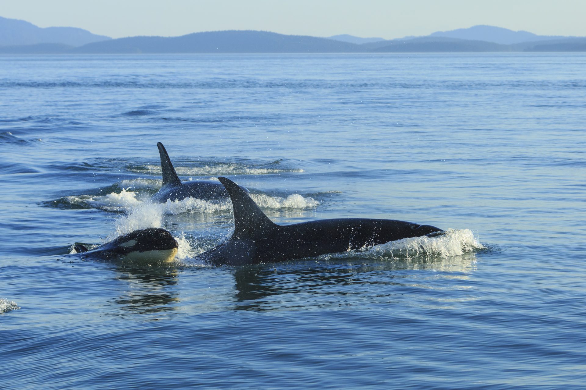 <p>The possible explanations for why, though, aren't as clear-cut as orcas wanting to take down billionaire boats...What is their motive? Who is behind this gang of killer whales?</p>
