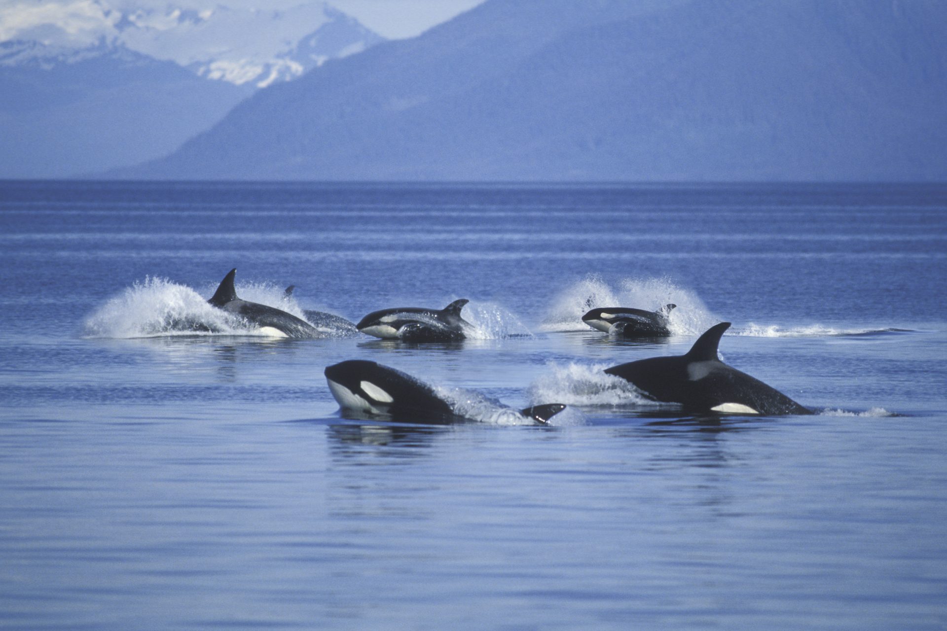 <p>Such aquatic violence has puzzled scientists, who have undergone multiple studies to try and understand the behavioral patterns of the ocean's top apex predator. According to Live Science, many scientists believe the attacks stem from a traumatized orca, seeking 'revenge'.</p>
