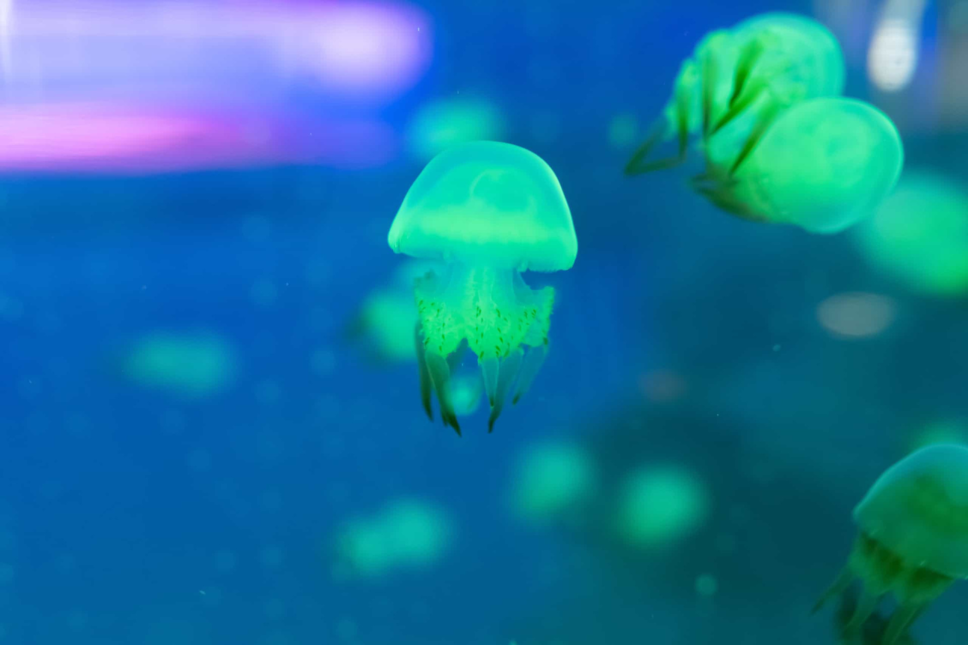 Mesmerizing jellyfish that look like they're from outer space