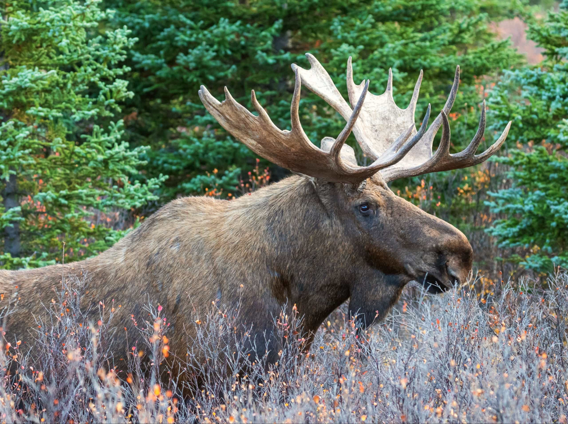 Strike it lucky in the Yukon