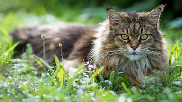 32 cat breeds that prefer being outdoors