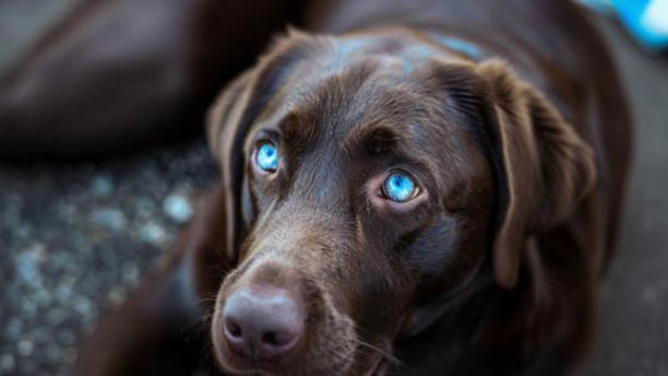 pueden los labradores amarillos tener ojos azules