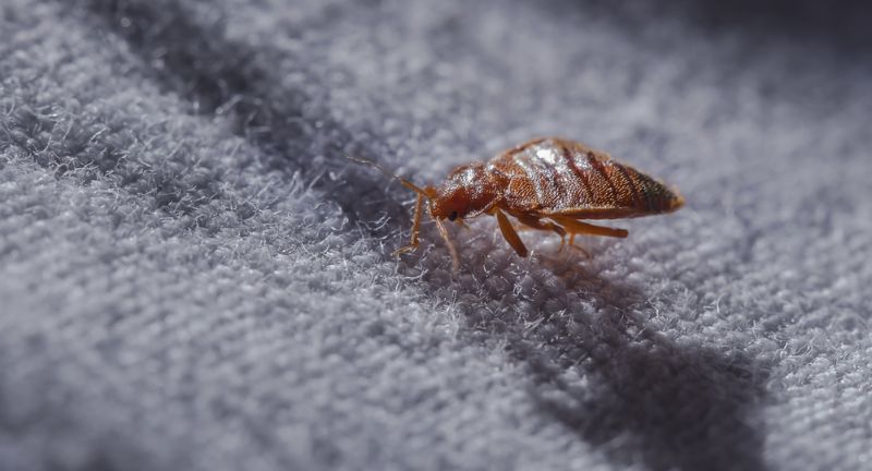 <p>Public buses, trains, and taxis can be hotspots for bed bugs, which may attach themselves to your clothes or bags. The frequent turnover of passengers allows these pests to spread from personal belongings to public seats and back.</p>