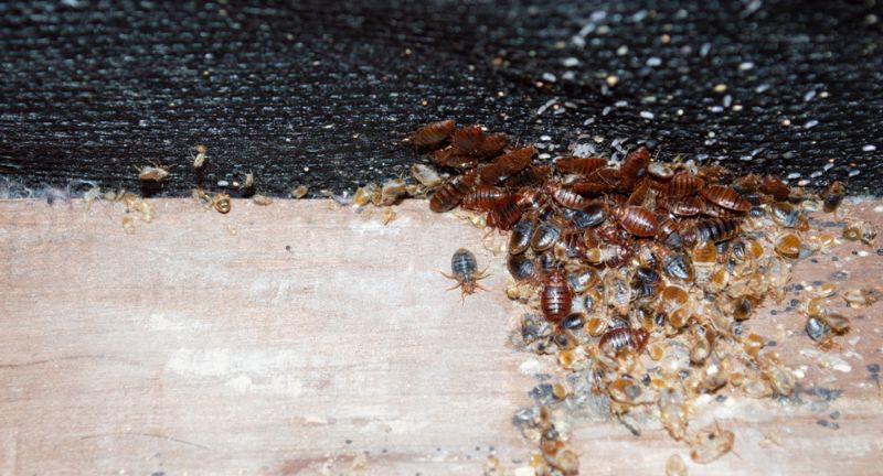 <p>Borrowing books and other materials from libraries can inadvertently introduce bed bugs into your home. These pests can hide in the bindings and pages, waiting to be transported to a new environment.</p>
