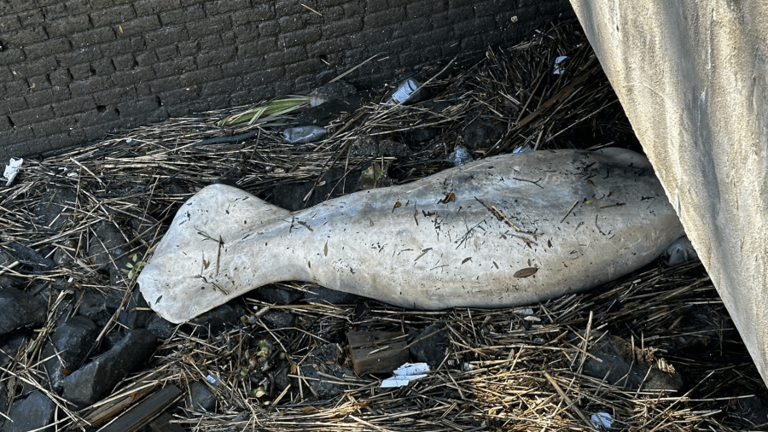 Manatee found dead in waters off of River Street