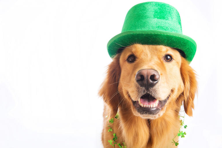 st patricks day dog costumes