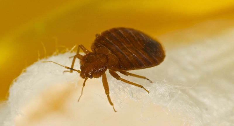 <p>Acquiring furniture from thrift stores, garage sales, or online marketplaces can inadvertently introduce bed bugs into your home. These insects can hide in the crevices of sofas, beds, and dressers, waiting to emerge in their new environment.</p>