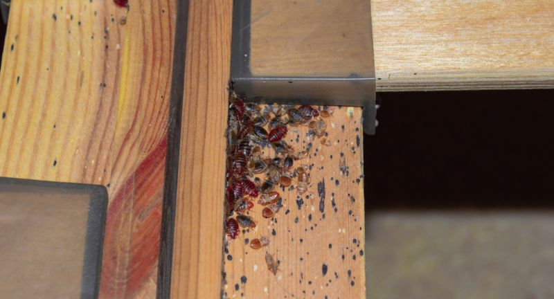 <p>In multi-unit buildings like apartments and condos, bed bugs can migrate from one unit to another through small cracks and crevices in walls, floors, and ceilings. They are attracted to warmth and carbon dioxide, which can lead them directly into adjacent homes.</p>