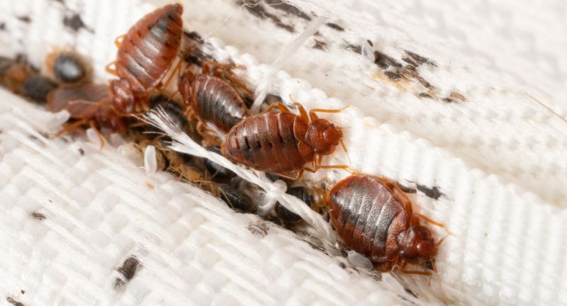 <p>Office buildings, especially those with shared spaces and high employee turnover, can facilitate the spread of bed bugs. They hitch a ride on personal belongings, spreading throughout the office and eventually into homes.</p>