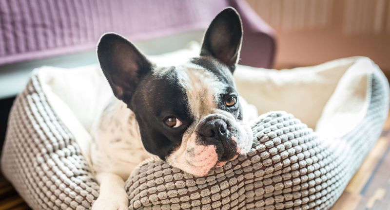 <p>While bed bugs prefer human hosts, they can also be found in pet bedding where pets rest and sleep. These pests can hitch a ride on your pet’s bedding when brought back from kennels, pet daycare, or even the vet, making their way into your home.</p>