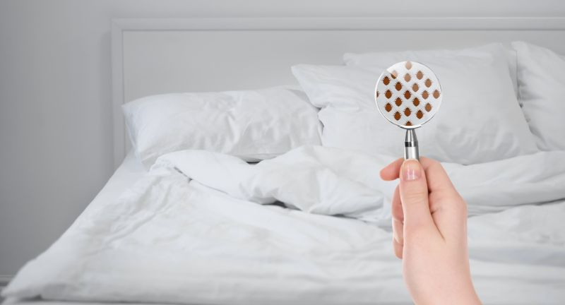 <p>Guests may unknowingly bring bed bugs into your home through their clothing or bags. Bed bugs can travel from infested environments, seeking new hosts wherever people gather and stay.</p>