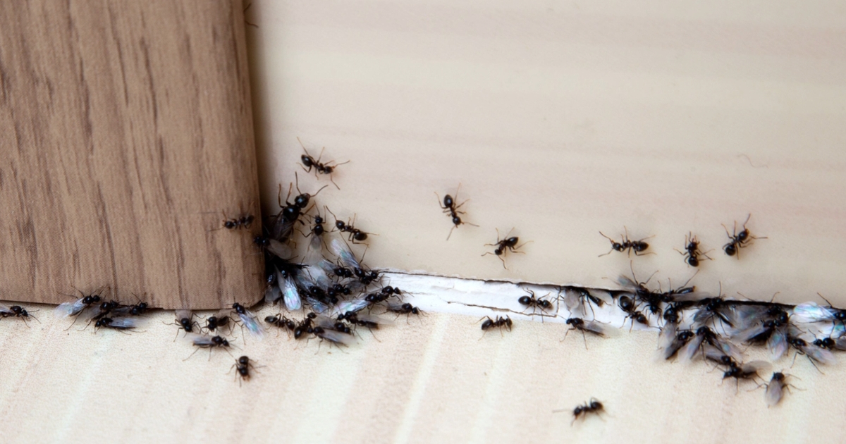 så blir du av med myror: tre billiga och effektiva ingredienser som alla har hemma