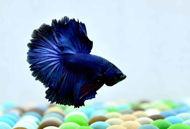 Betta Fish Eggs: Hatching Time, Appearance, And How Many Babies To Expect