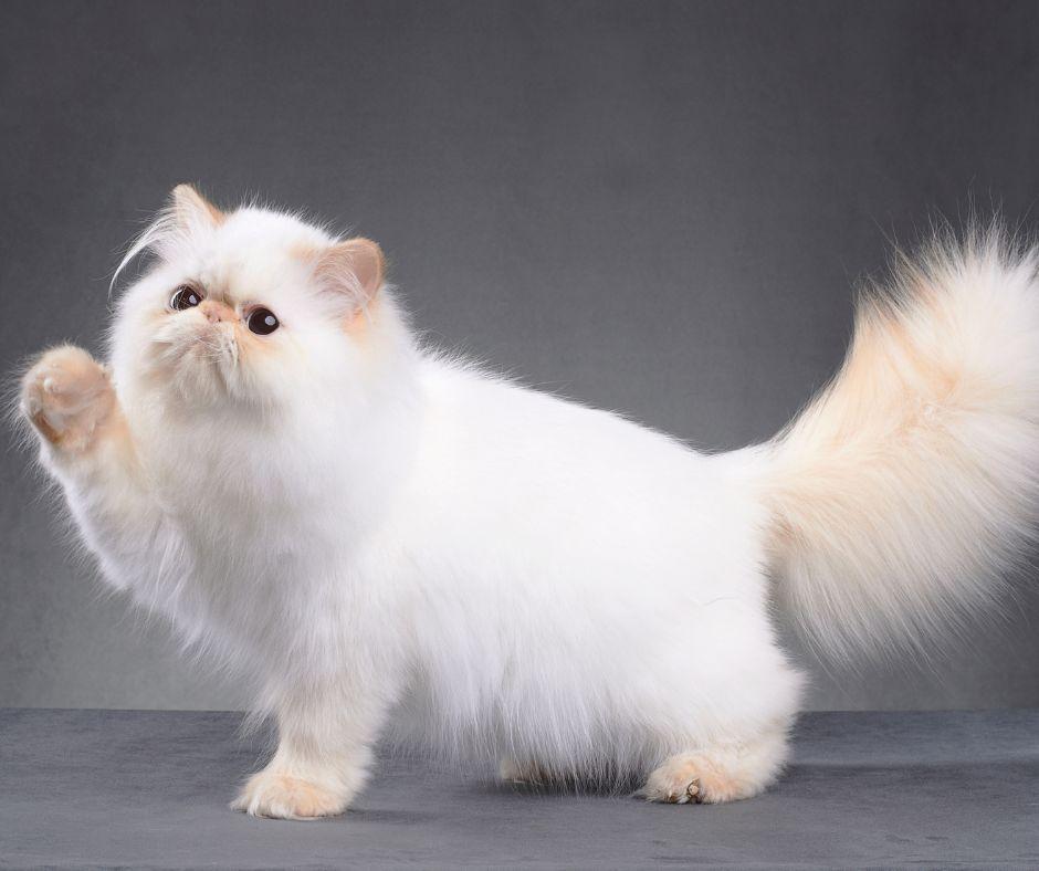 What Cat Breed Is The Most Loving? Here Are The 10 Most Affectionate ...