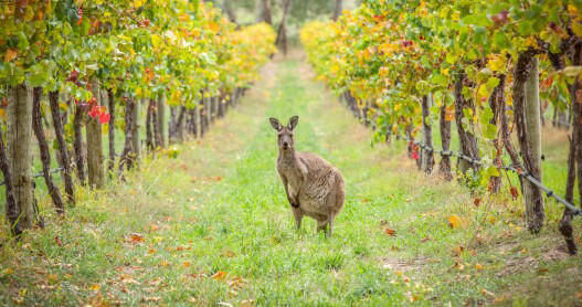 You never know who you might run into among the grapevines in Australia.