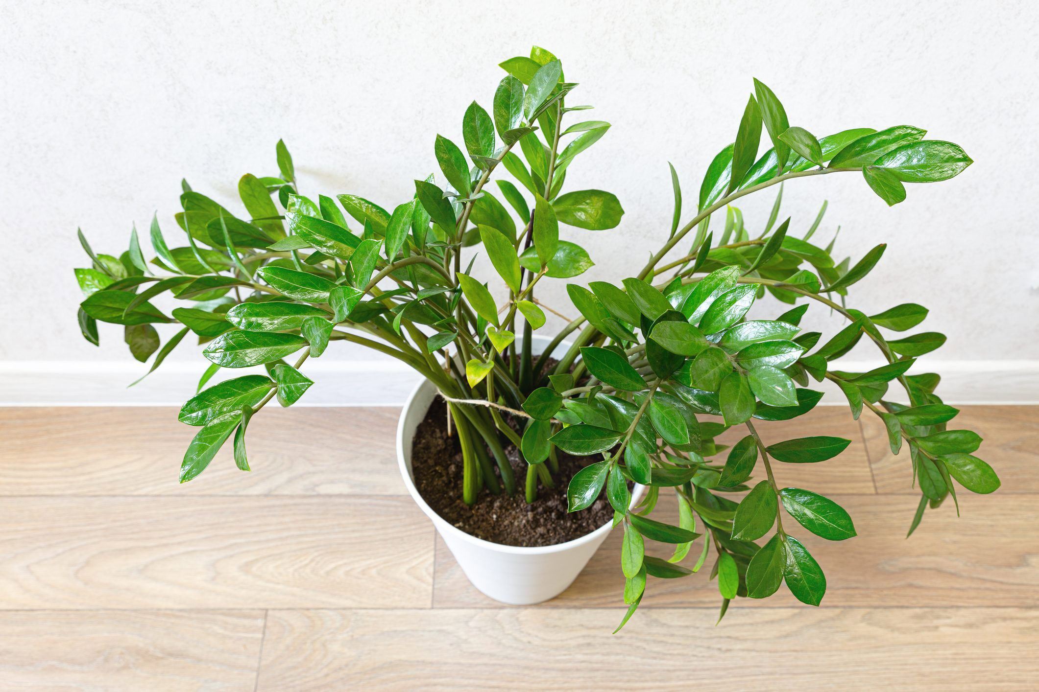 How to Care for a ZZ Plant