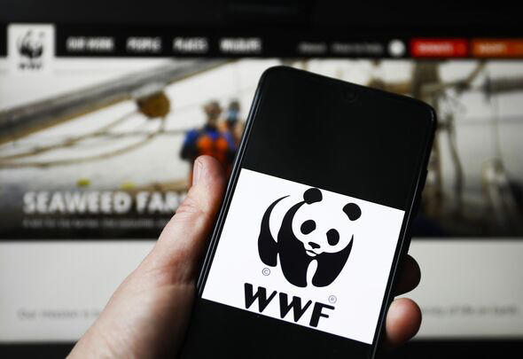 Why did WWF change to WWE? Wildlife panda packs a punch to topple pro ...