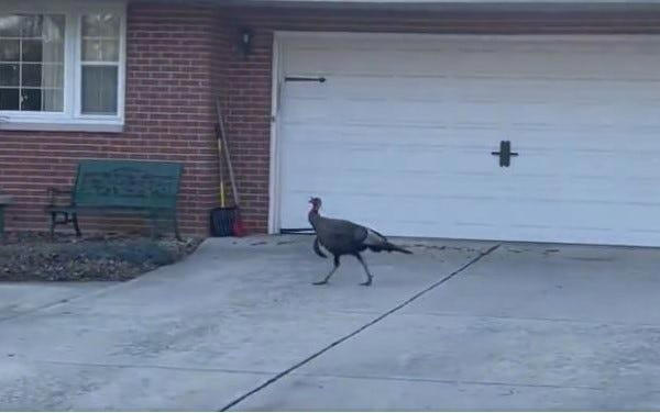 Gone too soon: Randi the wild turkey, unofficial mascot of North Aurora