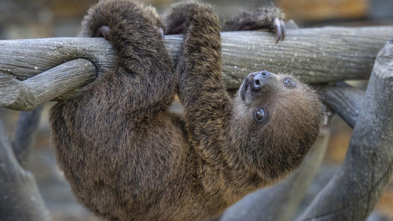 Photos: See the Cutest baby animals at the San Diego Zoo