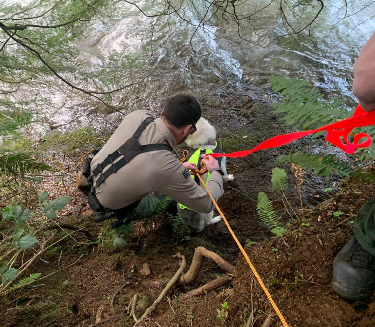 Husky chasing chicken, turkey into creek leads to unexpected rescue mission