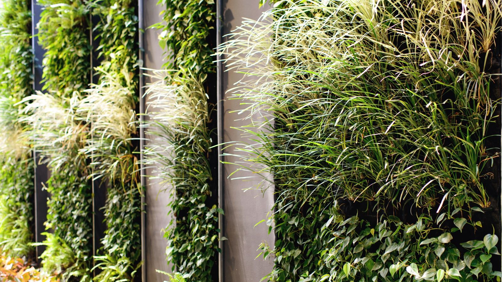 How To Create A Vertical Garden DIY Advice For Building A Living Wall   BB1jZUzP.img