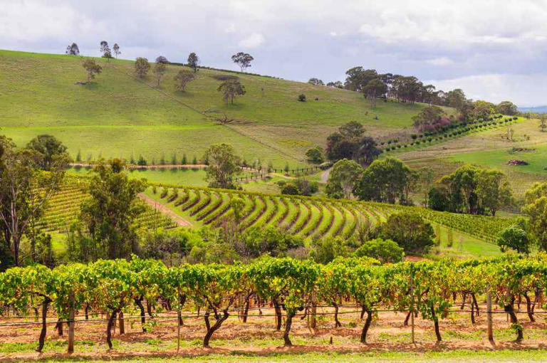 Verdant vineyard rows undulating over the gentle hills of Hunter Valley, a romantic setting for wine tours for couples.
