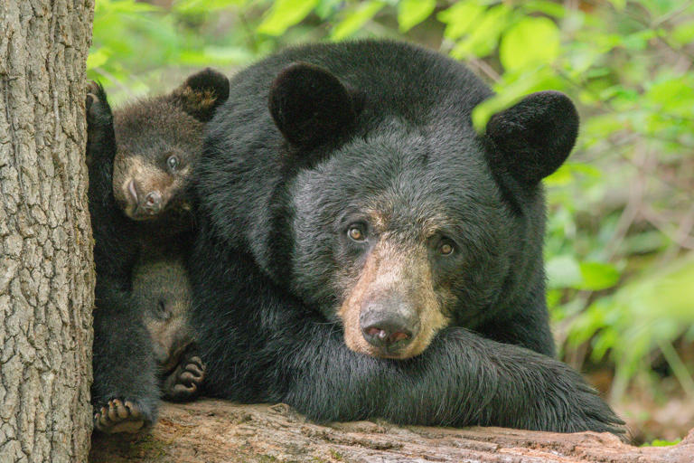 New WNC black bear, deer hunting seasons pass despite public disapproval