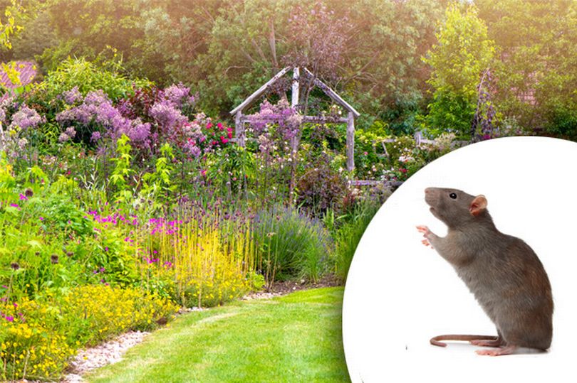 how to, three things that attract rats to your garden - and how to avoid them