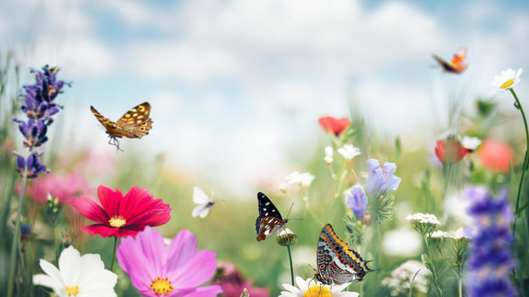 The Rare Blue-blooming Shrub That's A Butterfly And Bee Magnet